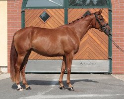 dressage horse Floresca Aurelia W (Hanoverian, 2015, from Fuechtels Floriscount OLD)