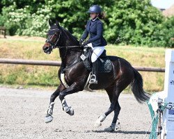 jumper Lady Royal Cleopatra (Oldenburg show jumper, 2015, from Louvre S)