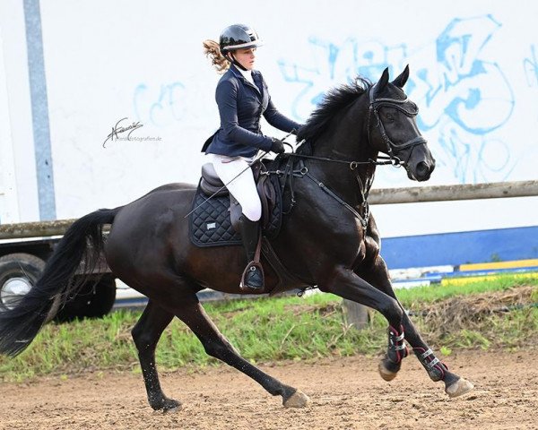 jumper Bellamy Skywalker (KWPN (Royal Dutch Sporthorse), 2015, from Bodinus)