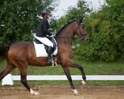 dressage horse Zantano von S (German Sport Horse, 2020, from Zoom)