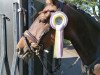 jumper Der Feine Prinz (German Riding Pony, 2008, from Der feine Lord AT)