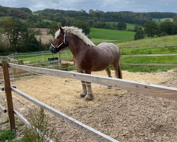 horse Henry (Rhenish-German Cold-Blood, 2019, from Higgins)