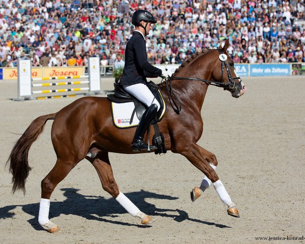 stallion Bouwinghausen (Hanoverian, 2019, from Bonds)