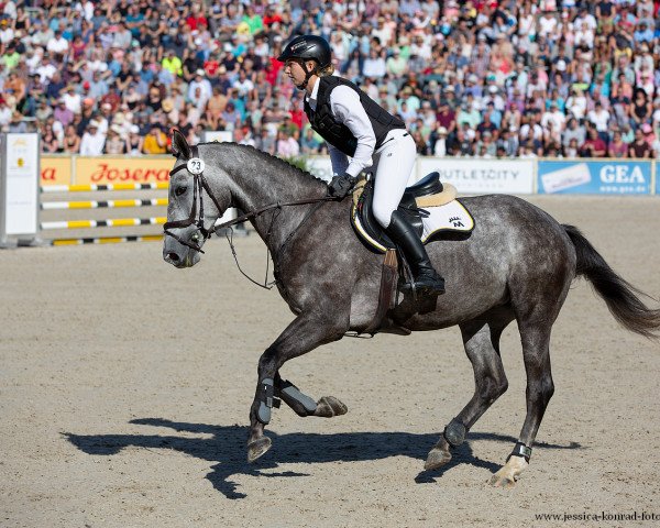 Dressurpferd Lessing 31 (Trakehner, 2019, von Nathan de la Tour AA)