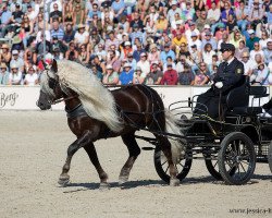 stallion Drachenfels (Black Forest Horse, 2015, from Donnergroll)