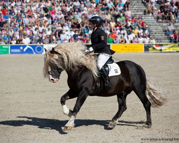 stallion Victor (Black Forest Horse, 2015, from Vogtsberg)