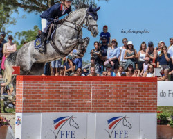 jumper Samba van de Groenheuvel (Belgian Riding Pony, 2014, from Rex the Robber)