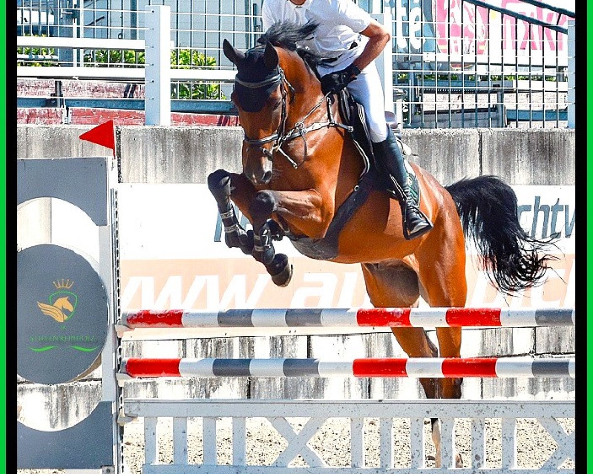 jumper SR - Tri Top - Z (Zangersheide riding horse, 2017, from Casino Grande)