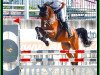 jumper SR - Tri Top - Z (Zangersheide riding horse, 2017, from Casino Grande)