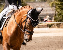 dressage horse Dontinus (Oldenburger, 2006, from Dr Doolittle 45)