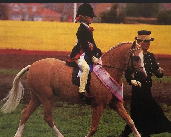 Pferd Rowfantina Nureyev (British Riding Pony, 1990, von Woodhill Emperors Coin)