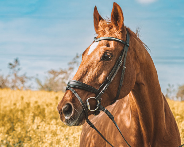 broodmare Goldika (Württemberger, 2000, from Glorieux)