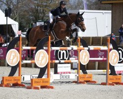 jumper Love Me van 't Heike (Belgian Warmblood, 2011, from Epleaser van het Heike)