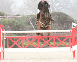 jumper Homer de Muze (Belgian Warmblood, 2007, from Nabab de Rêve)