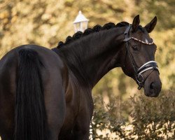 dressage horse Ella Rose 6 (Oldenburg, 2019, from Escolar)