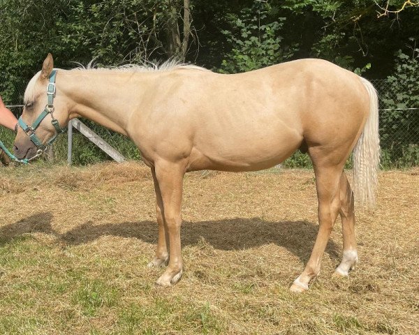 horse HW Golden Flash (Quarter Horse, 2022)