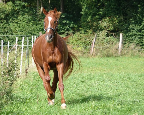 dressage horse Selected (Westphalian, 2020, from Selectric)