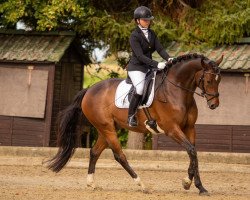 dressage horse Flóki Vilgerdarson (Hanoverian, 2017, from Floris Prince)