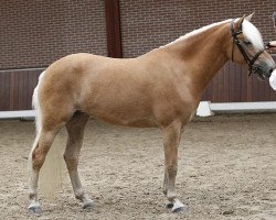 broodmare Lisan van de Honesch (Haflinger, 2008, from Argentino II)