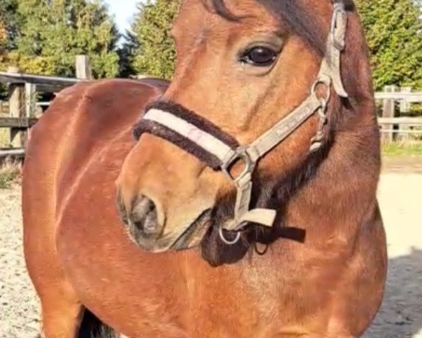 dressage horse Freddy 318 (unknown, 2004)