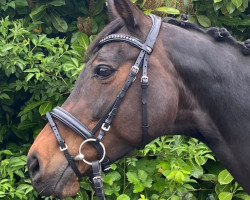 broodmare Rosentraum (Westphalian, 2010, from Rubitano)