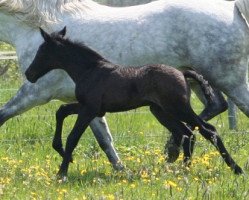 Pferd Kinzighausen Primero (Deutsches Reitpony, 2016, von Herbstgold Primus)