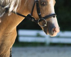 horse Goldi 202020602 (Welsh-Pony (Section B), 2008)