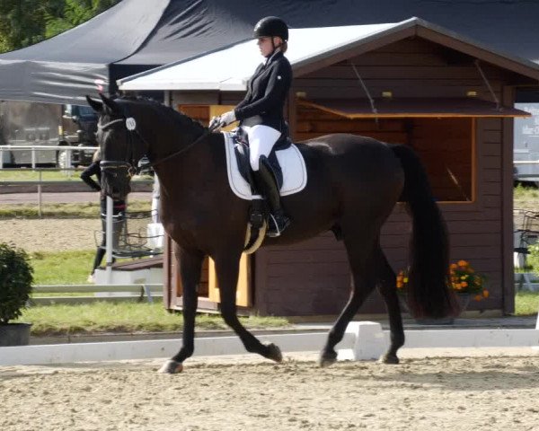 Reitturnier Heiligenwald 2023