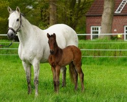 broodmare Whoopi San (Oldenburg, 2009, from Supertramp xx)