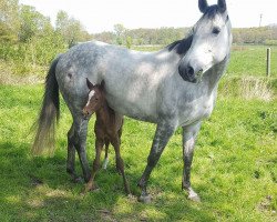 jumper Wicked Wonderland RH (Oldenburg, 2017, from Levisson)