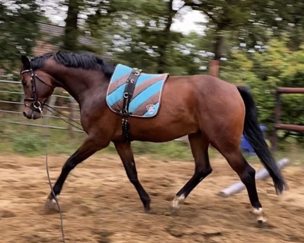 jumper Cary Grande RH (Oldenburg show jumper, 2016, from Casino Grande)