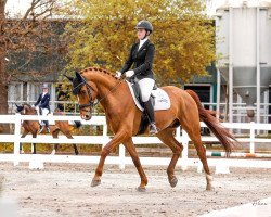 dressage horse Walk the Line 12 (Hanoverian, 2012, from Wolkenstein II)