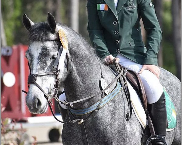 horse Hans Own (Irish Sport Horse, 2016, from Hans)