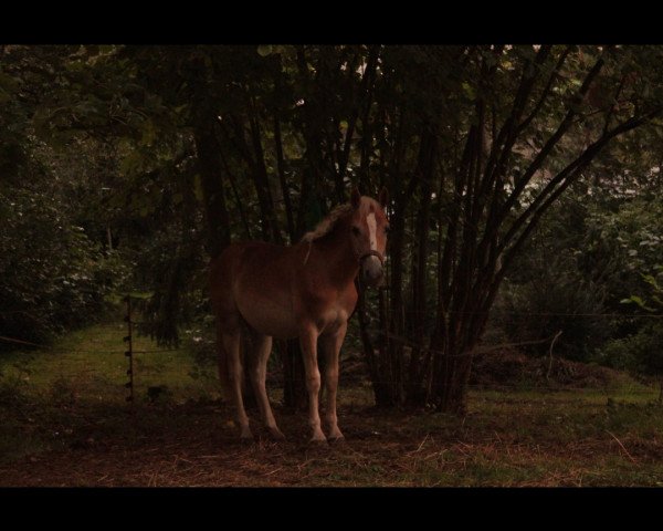 Pferd Wildgold (Haflinger, 2022, von Wallenstein)