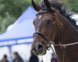 dressage horse Distano (Westphalian, 2012, from Destano)