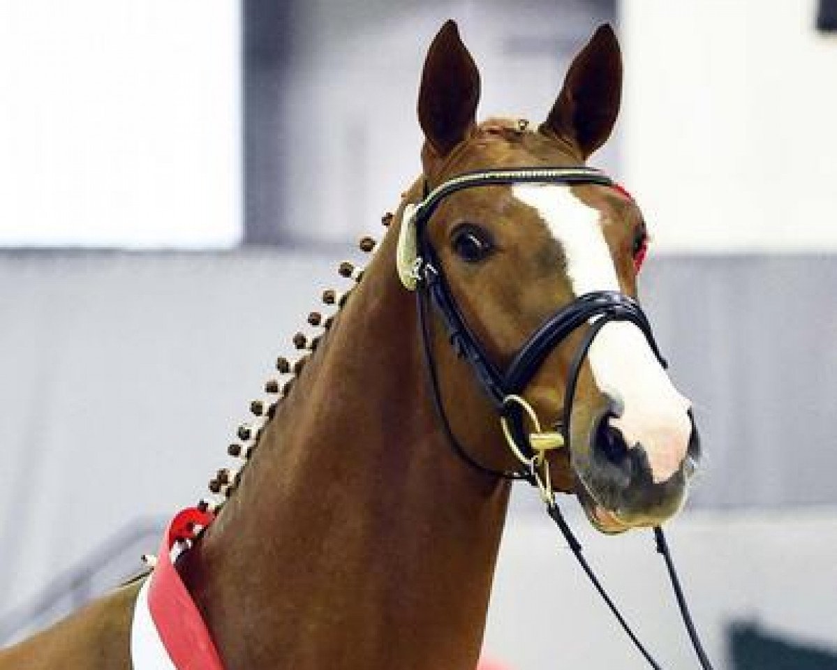 stallion Franco 79 (Westphalian, 2013, from Firth of Lorne)