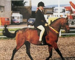 horse Hollyhill Mistique (British Riding Pony, 1997, from Kilvington Scoundrel)