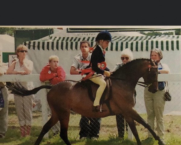 horse Holltess Sugar Tot (British Riding Pony, 1995, from Pendley Rum Punch)