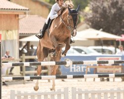 Springpferd Hury Up Majuscule (Selle Français, 2017, von Croc Lulu d'Aubigny)