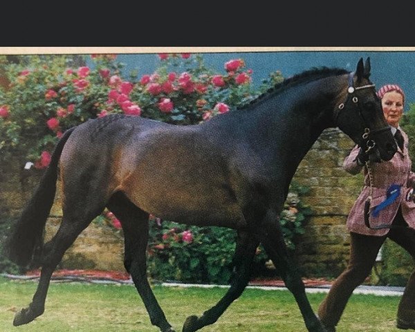 Deckhengst Starlyte Royal Fanfare (British Riding Pony, 1987, von Keston Tribune)