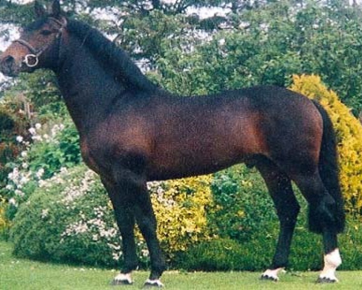 Deckhengst Moores Clover (Irish Sport Horse, 1993, von Clover Hill RID 665)