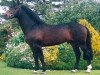 Deckhengst Moores Clover (Irish Sport Horse, 1993, von Clover Hill)