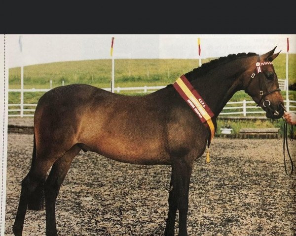 Pferd Lestarswood Admiration (British Riding Pony, 1998, von Strinesdale Mastermind)