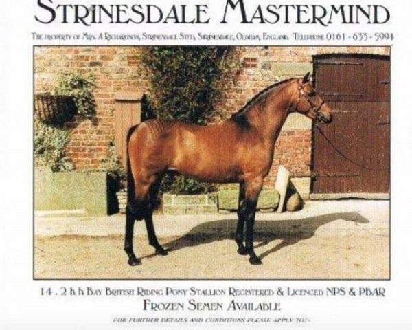stallion Strinesdale Mastermind (British Riding Pony, 1991, from Twylands Troubadour)