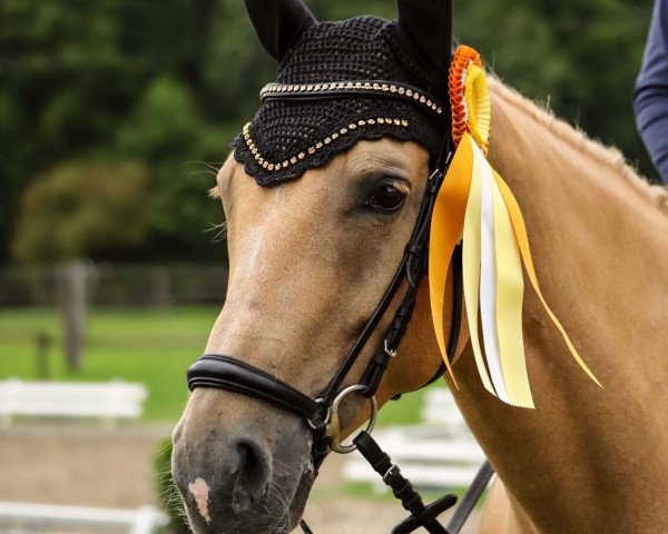 Zuchtstute Magic Golden Sunrise (Deutsches Reitpferd, 2009, von Magic Memphis)