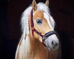 Dressurpferd Sir Nurmi (Haflinger, 2013, von Nikora)