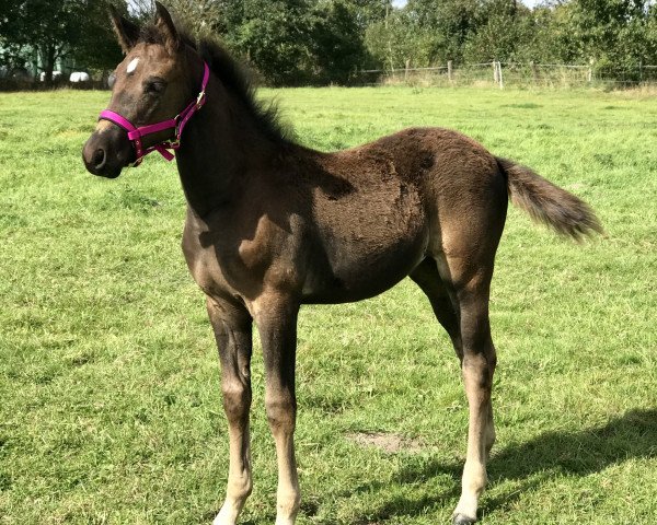 foal by Liandra (Trakehner, 2023, from Finckenstein TSF)