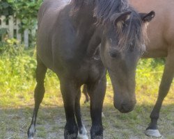 dressage horse C‘est a la vie (German Riding Pony, 2023, from Cosmopolitan NRW)