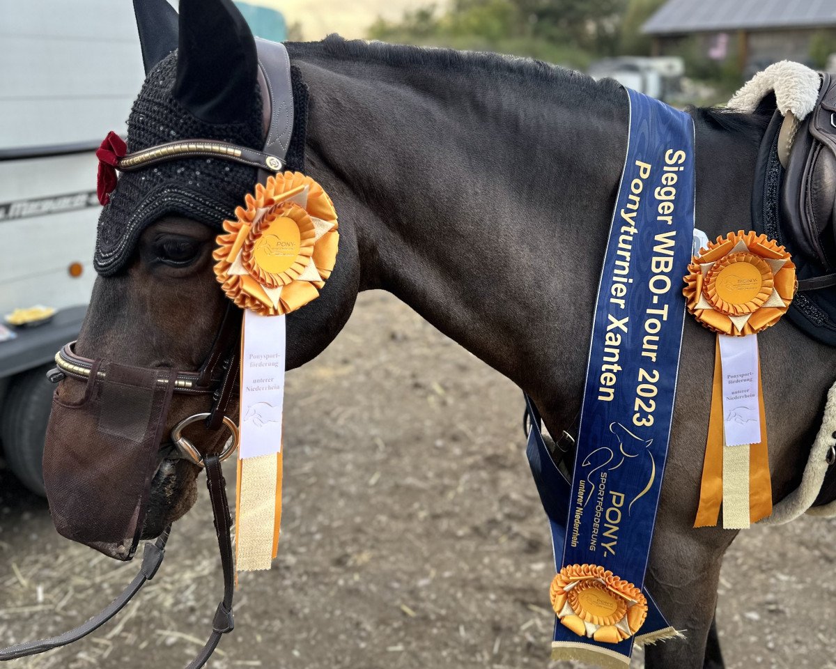 jumper Brummerhoeve´s Pilgrim H 2 (New Forest Pony, 2008, from Tunja's Eduard)
