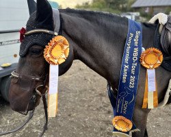 Springpferd Brummerhoeve´s Pilgrim H 2 (New-Forest-Pony, 2008, von Tunja's Eduard)